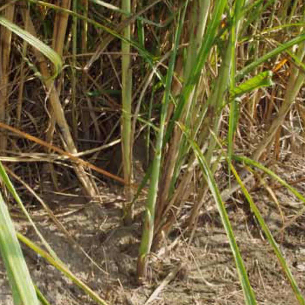 Distinguishing characteristics – High population of small-diameter stalks; variety can show rhizomatous growth that contributes to profuse tillering.